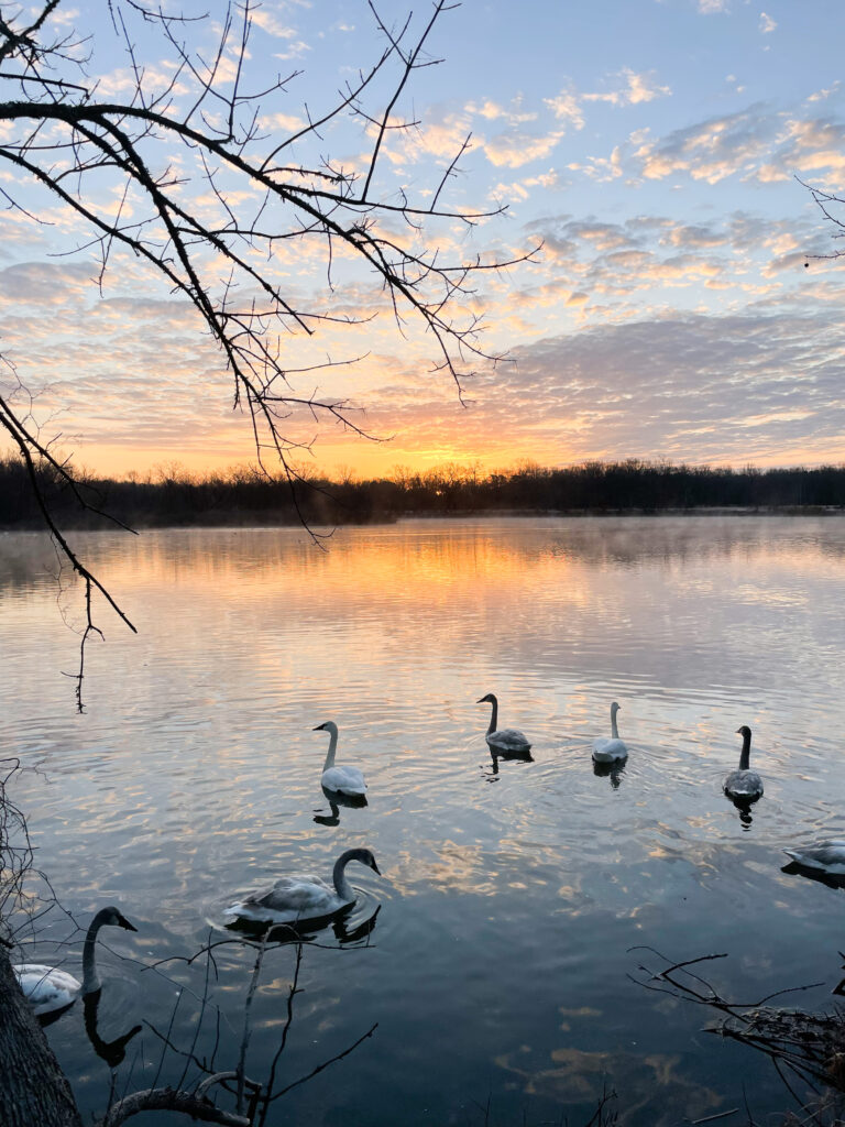 Six large white birds with long necks float on a body of water. The sun sits just below the horizon in the distance casting a yellow-orange glow in the sky and onto the water below. 