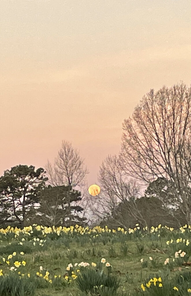 Above about a hundred yellow flowers with green stocks, trees line the horizon, some bare and some with leaves. A yellow moon peaks through the bare trees against a pinkish purple sky that fades to yellow and light blue above.
