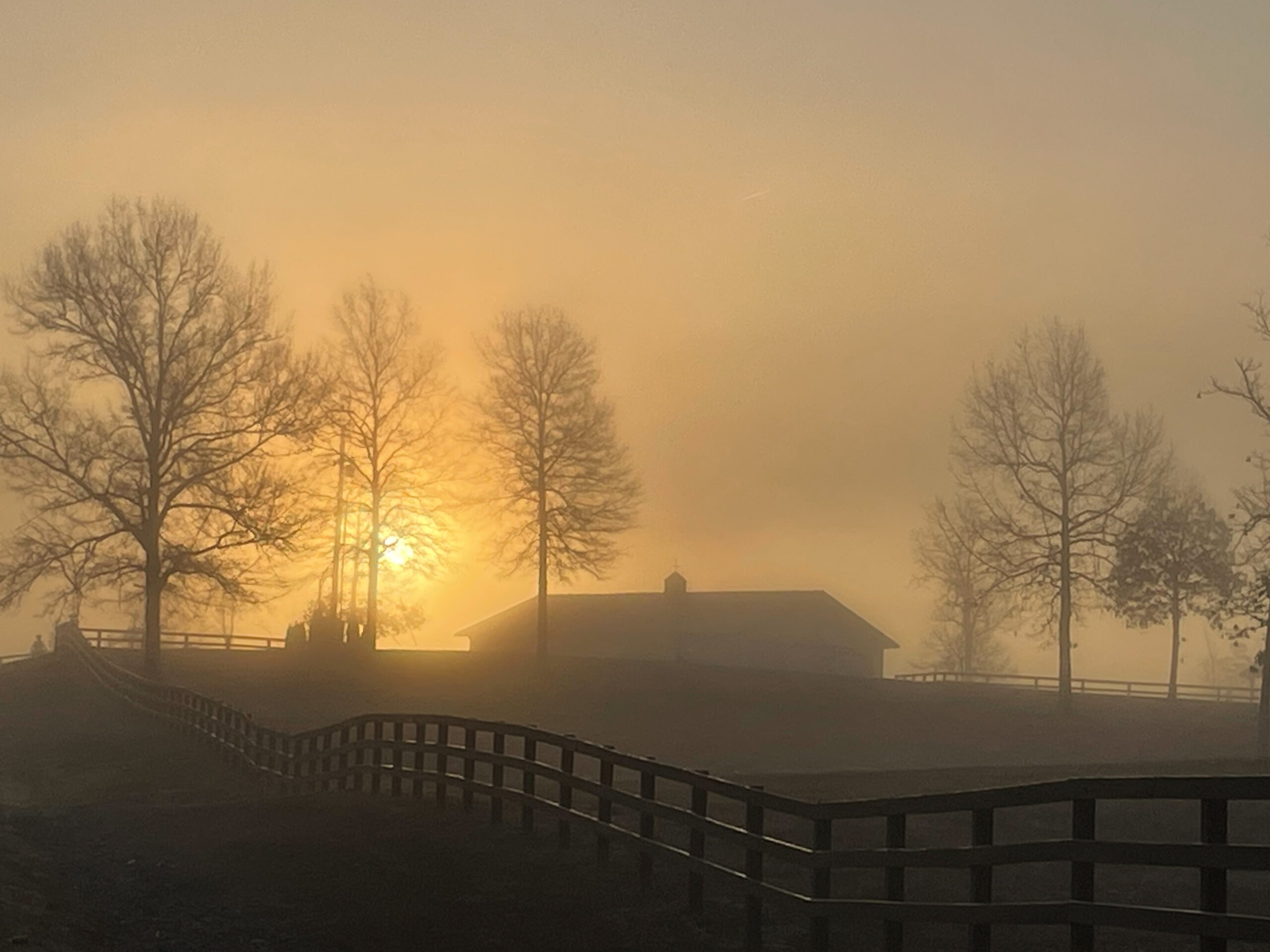 A barn trees and wooden fence are silhouetted by a yellow sky and muted by a soft fog.