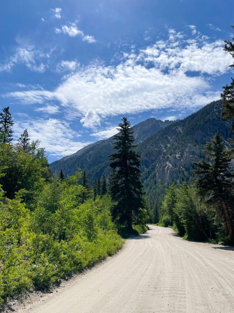 A dirt road winds between small green trees and near a tall evergreen with tall tree covered mountains to the right and in front of the road. A bright blue sky is filled with white wispy clouds.